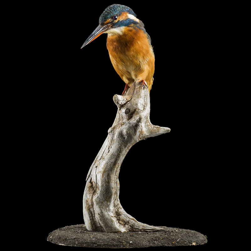 King Fisher